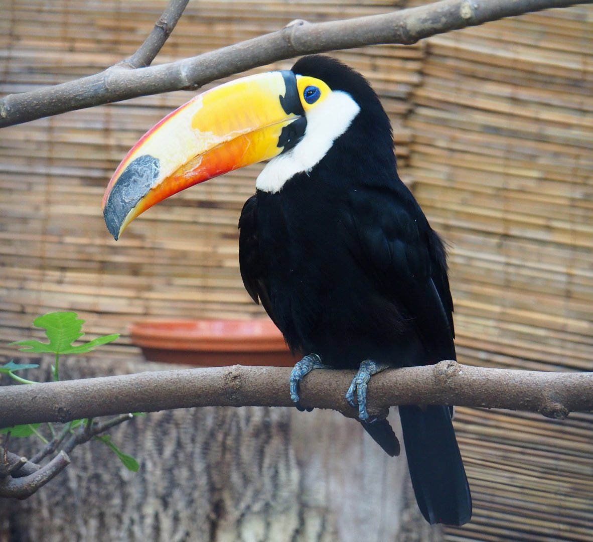 Toco toucan (Ramphastos toco), 2022-06-28