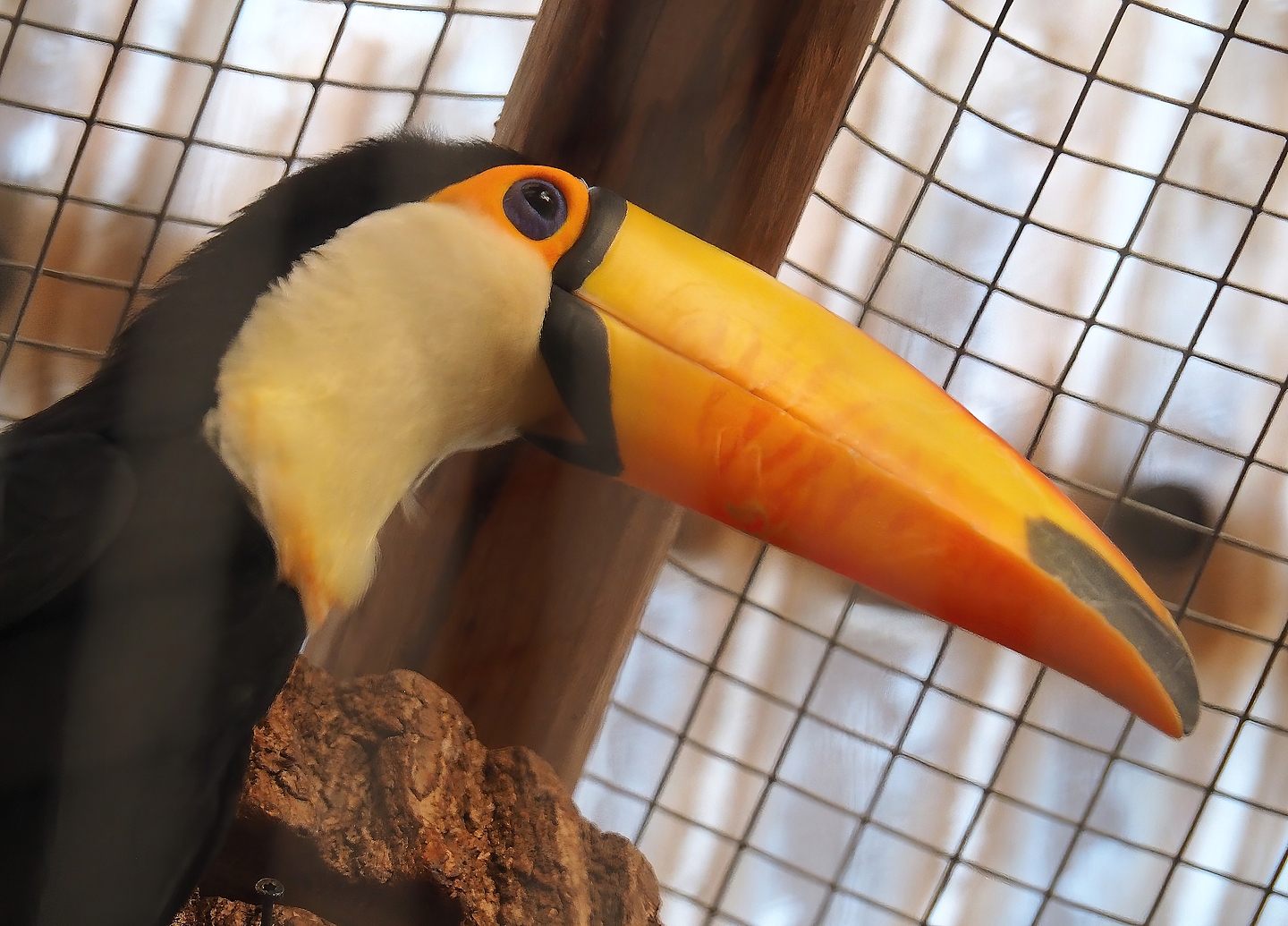 Toco toucan (Ramphastos toco), 2023-05-19