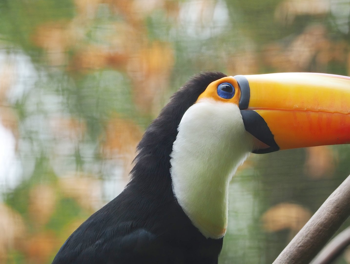 Toco toucan (Ramphastos toco), 2023-08-17
