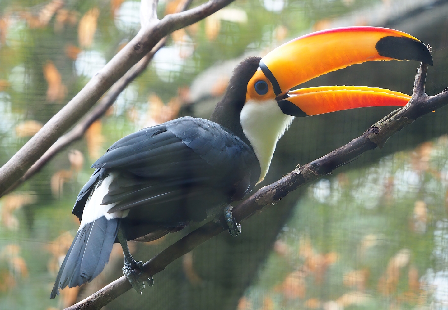 Toco toucan (Ramphastos toco), 2023-08-17