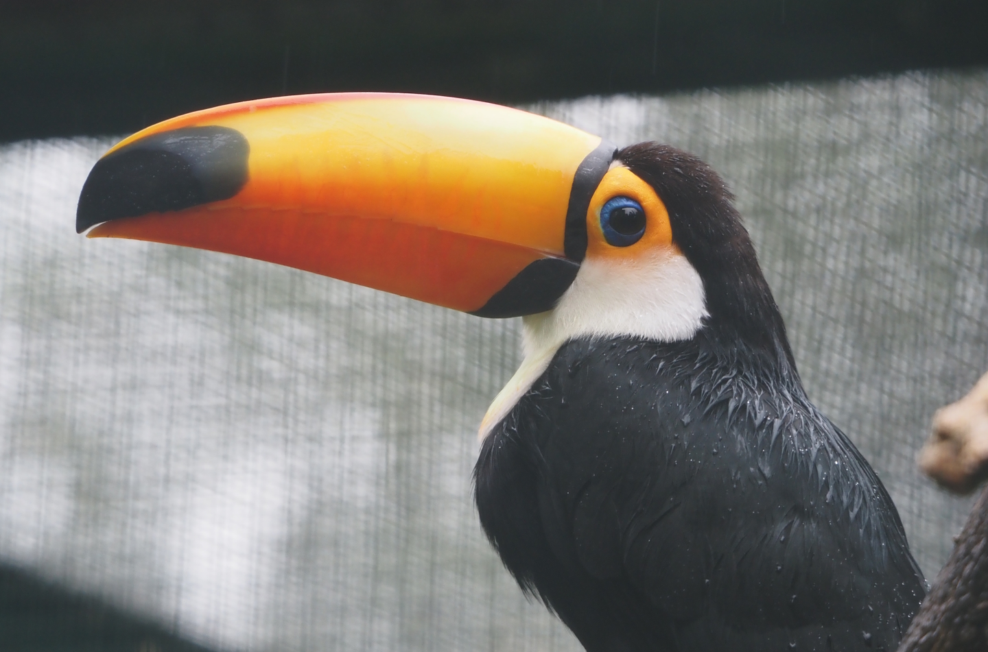 Toco toucan (Ramphastos toco), 2024-05-22