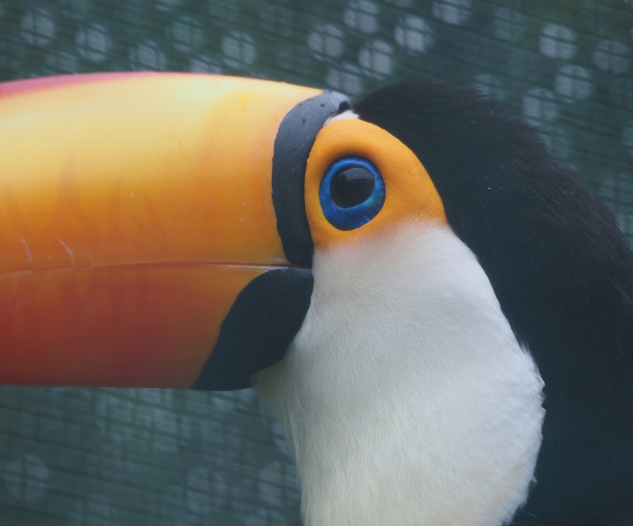 Toco toucan (Ramphastos toco), 2024-05-22