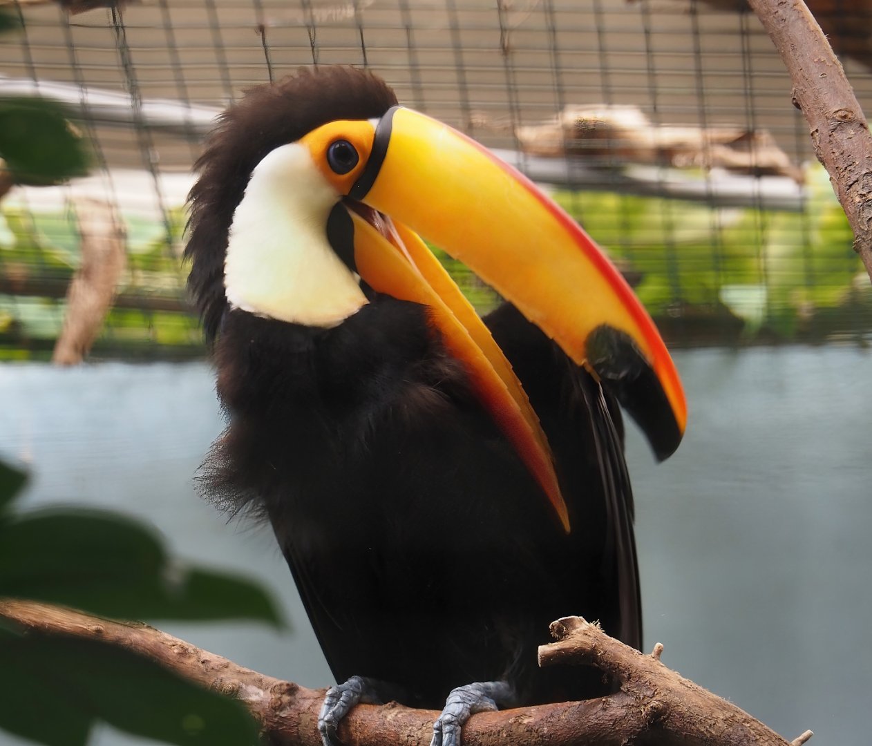 Toco toucan (Ramphastos toco), 2024-06-30
