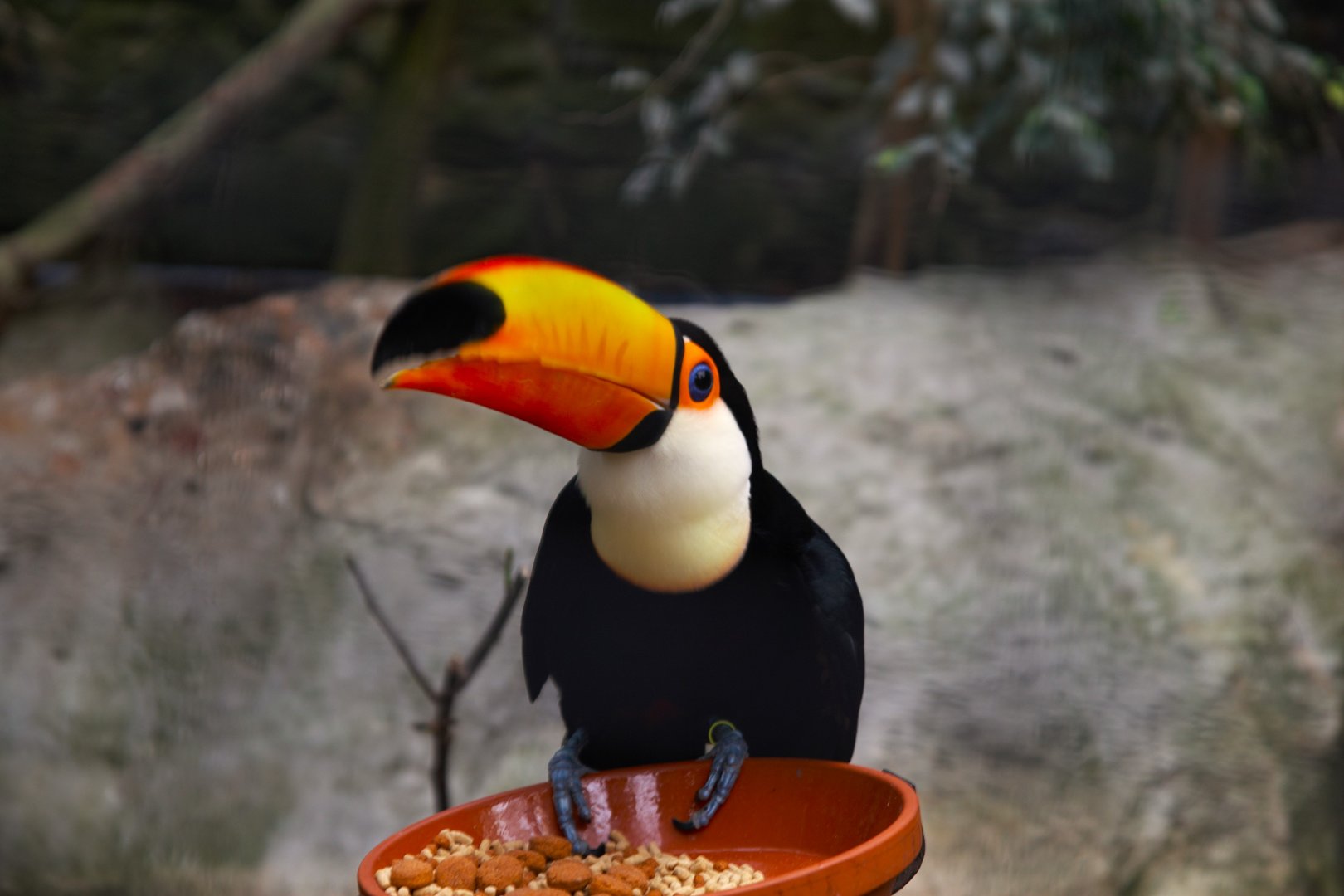 Toco Toucan (Ramphastos toco), 2025-02-27