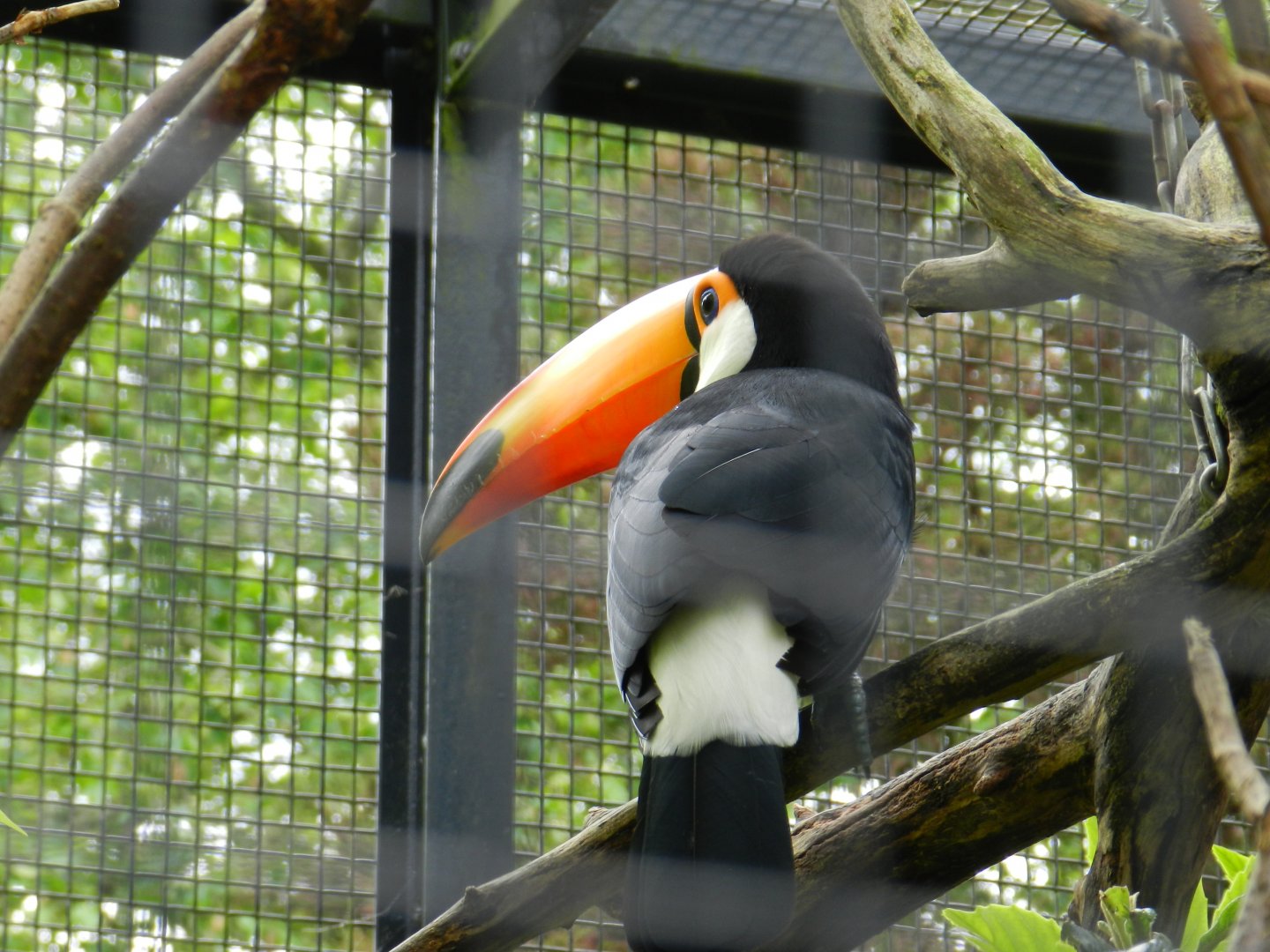 Toco Toucan (Ramphastos toco) at Artis Royal Zoo, The Netherlands