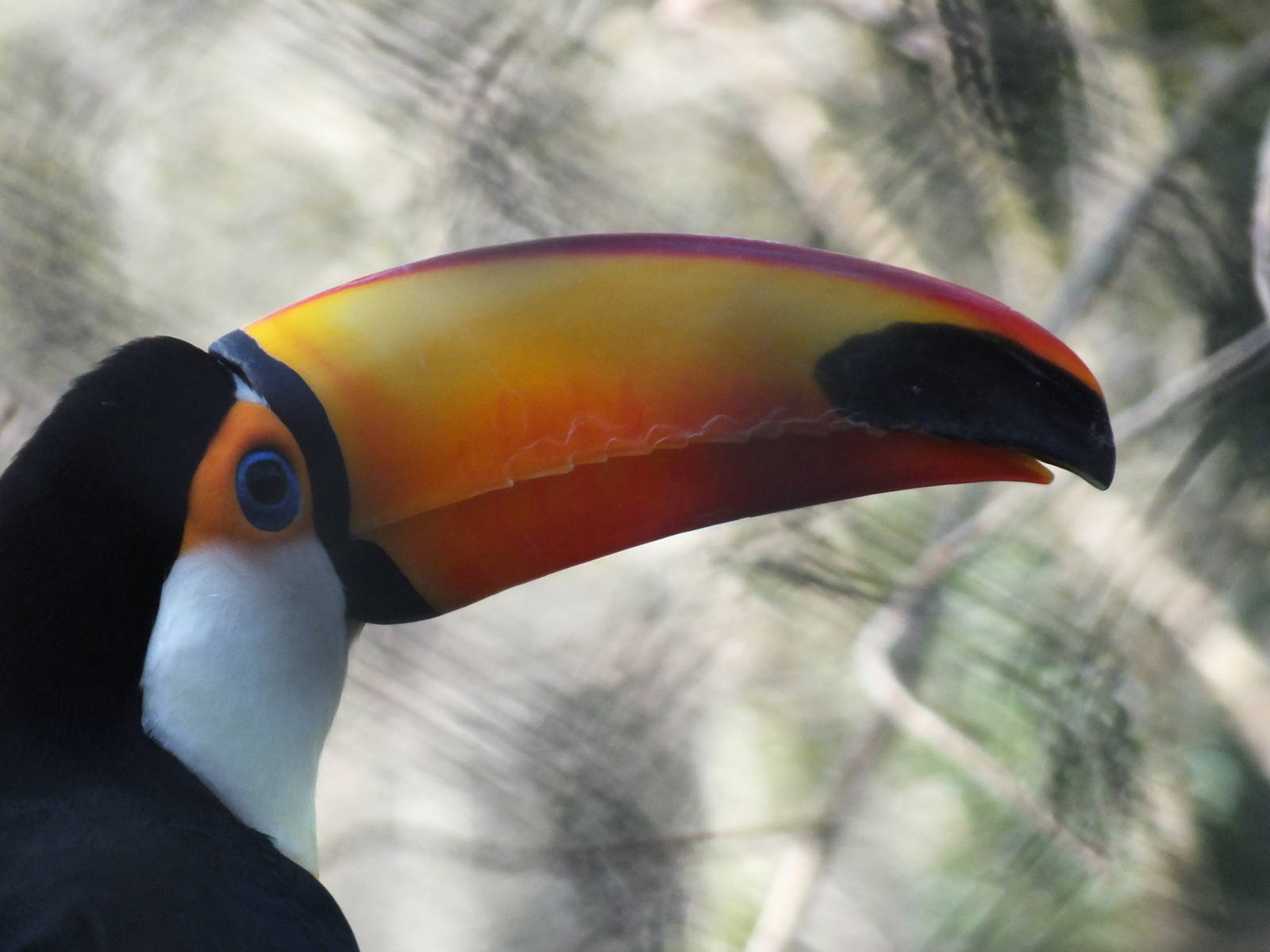 Toco Toucan (Ramphastos toco) at Paignton Zoo - January 27th 2013