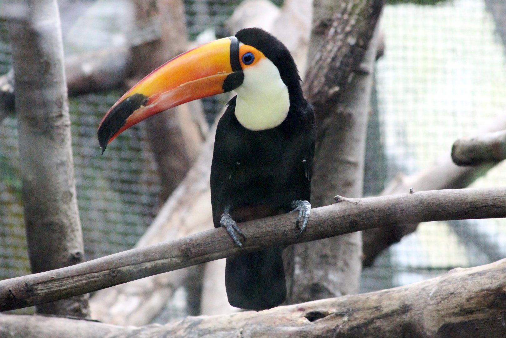 Toco toucan (Ramphastos toco) at Paris zoological park 25th November 2018