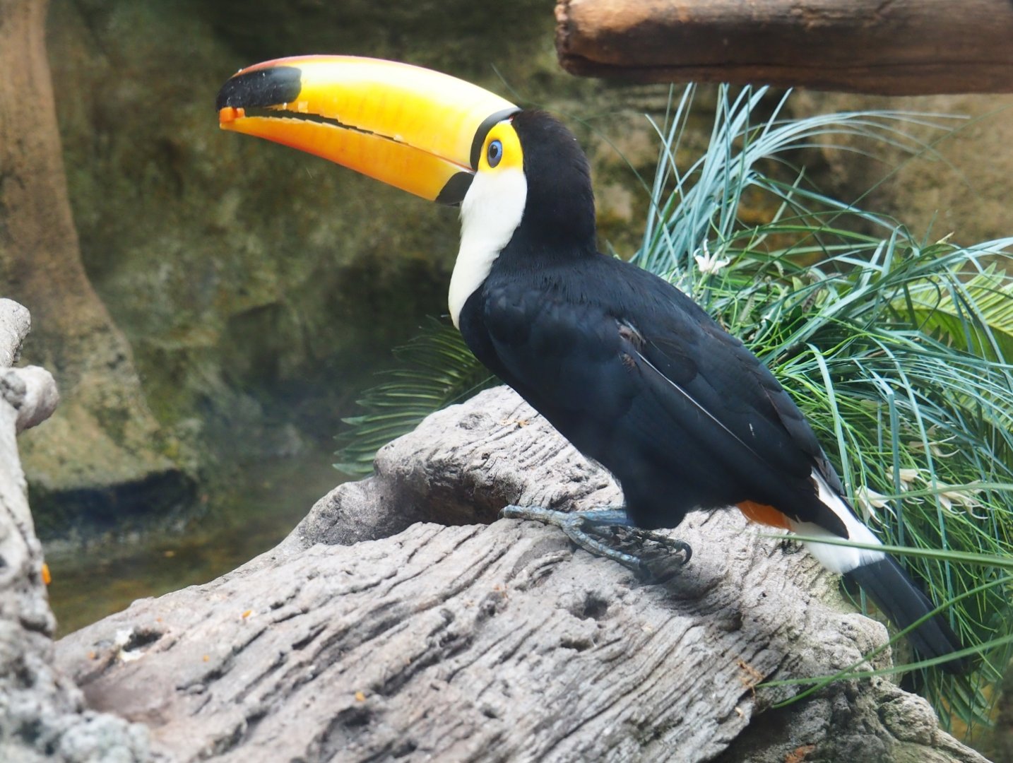 Toco toucan (Ramphastos toco) feeding (Sep 2nd, 2018)