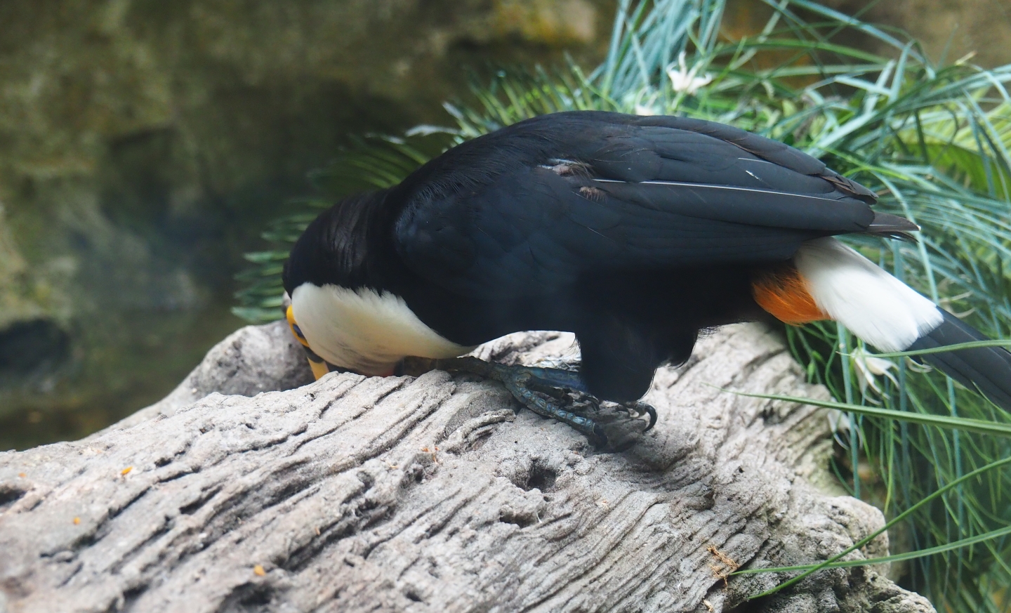 Toco toucan (Ramphastos toco) getting food out of a log (Sep 2nd, 2018)
