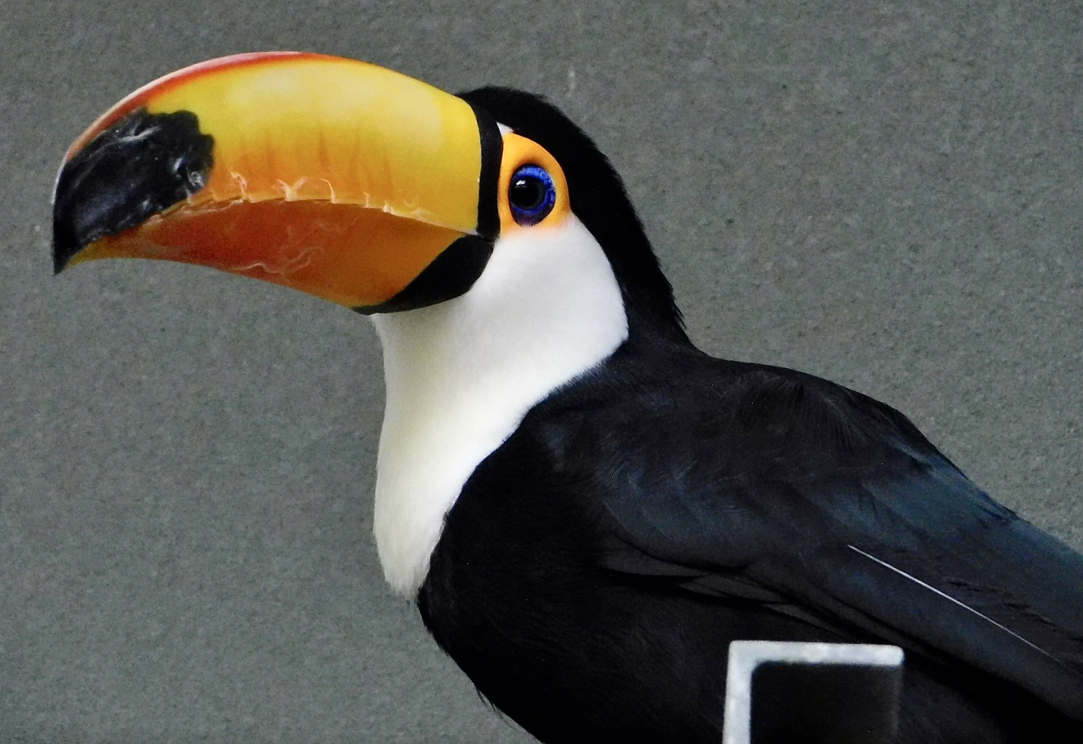 Toco Toucan (Ramphastos toco) - Kawasui Kawasaki Aquarium November 19, 2025
