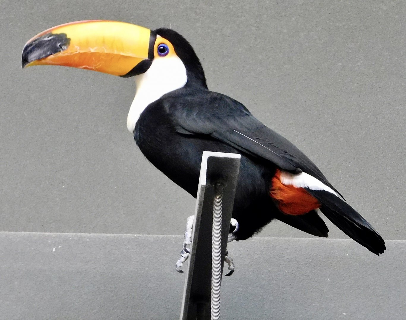Toco Toucan (Ramphastos toco) - Kawasui Kawasaki Aquarium November 19, 2025