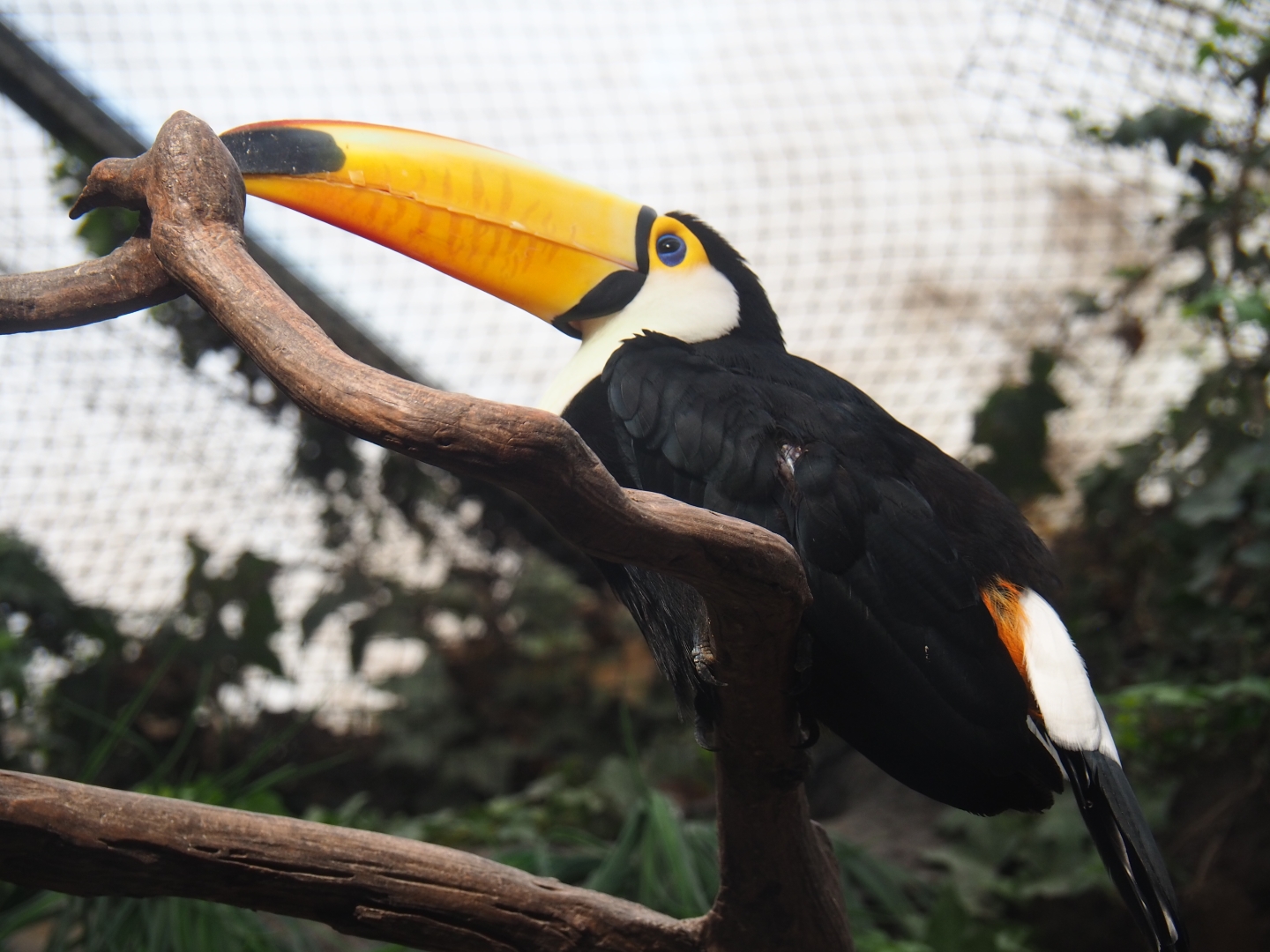 Toco toucan (Ramphastos toco), Sep 2nd, 2018
