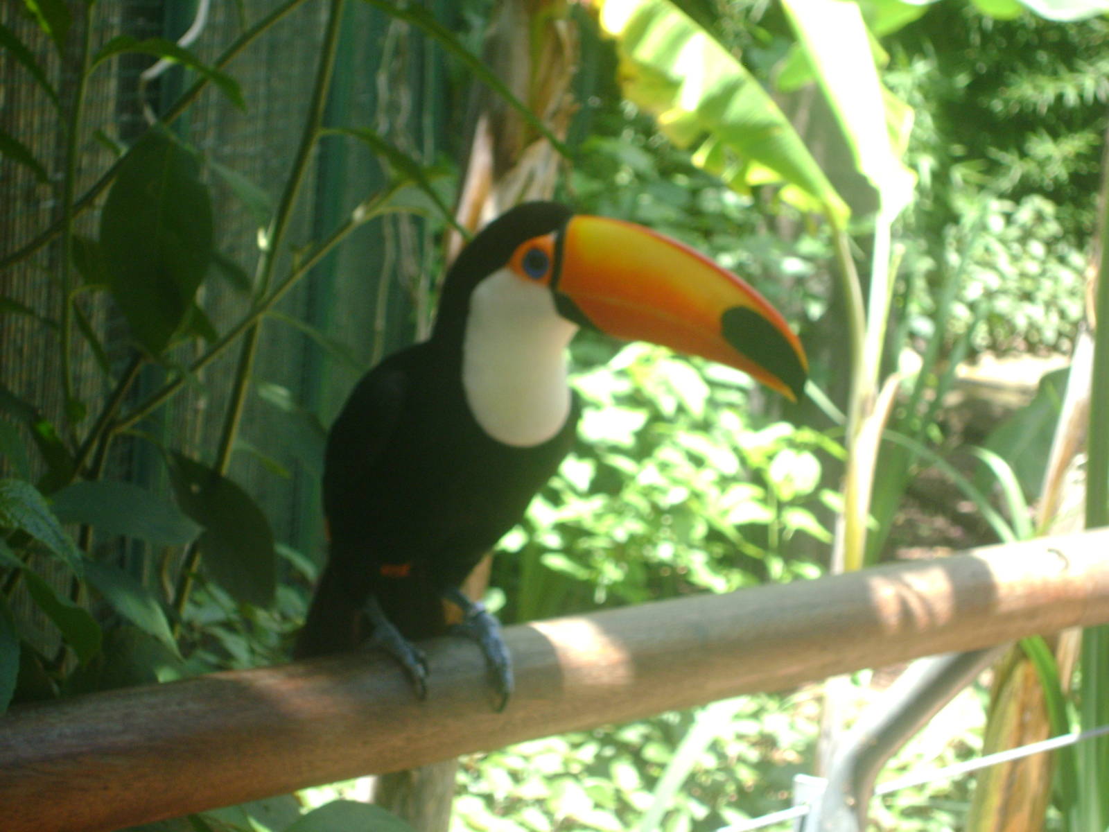 Toco Toucan (Ramphastos toco) - Temaiken