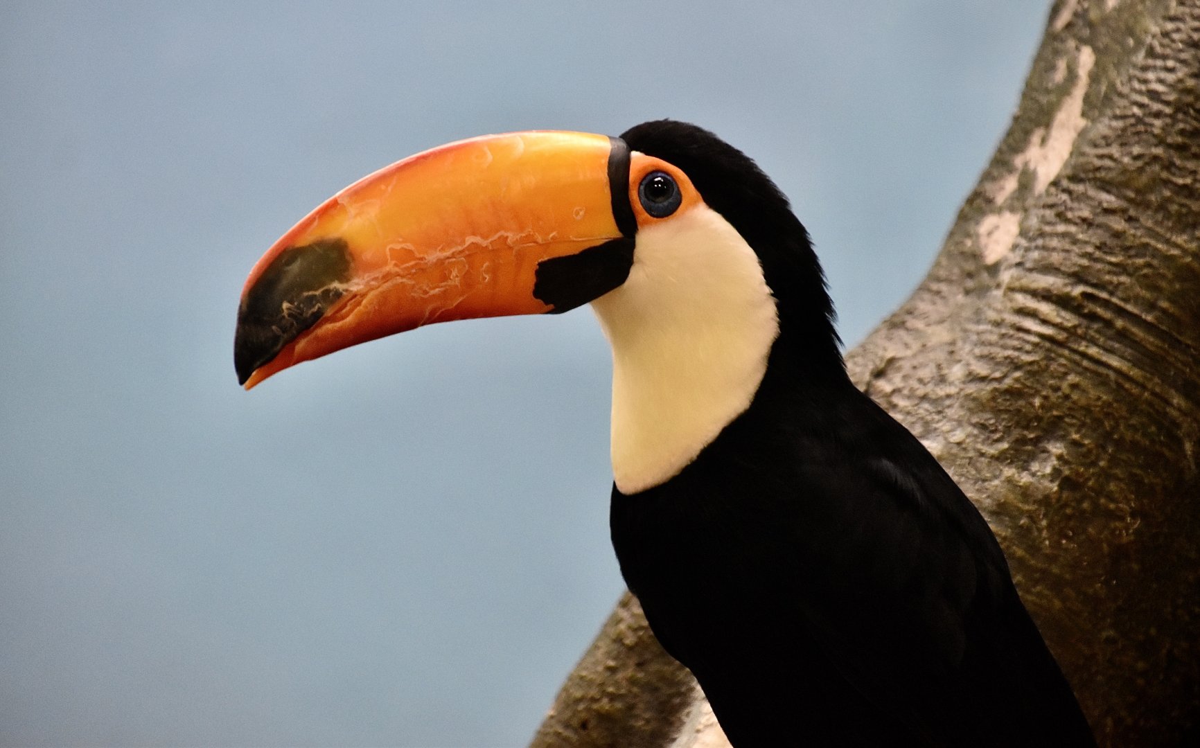 Toco Toucan (Ramphastos toco) - Xpark