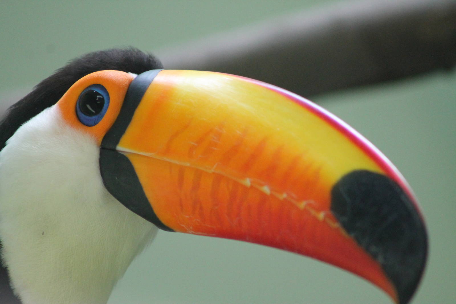 toco toucan (Ramphastos toco)