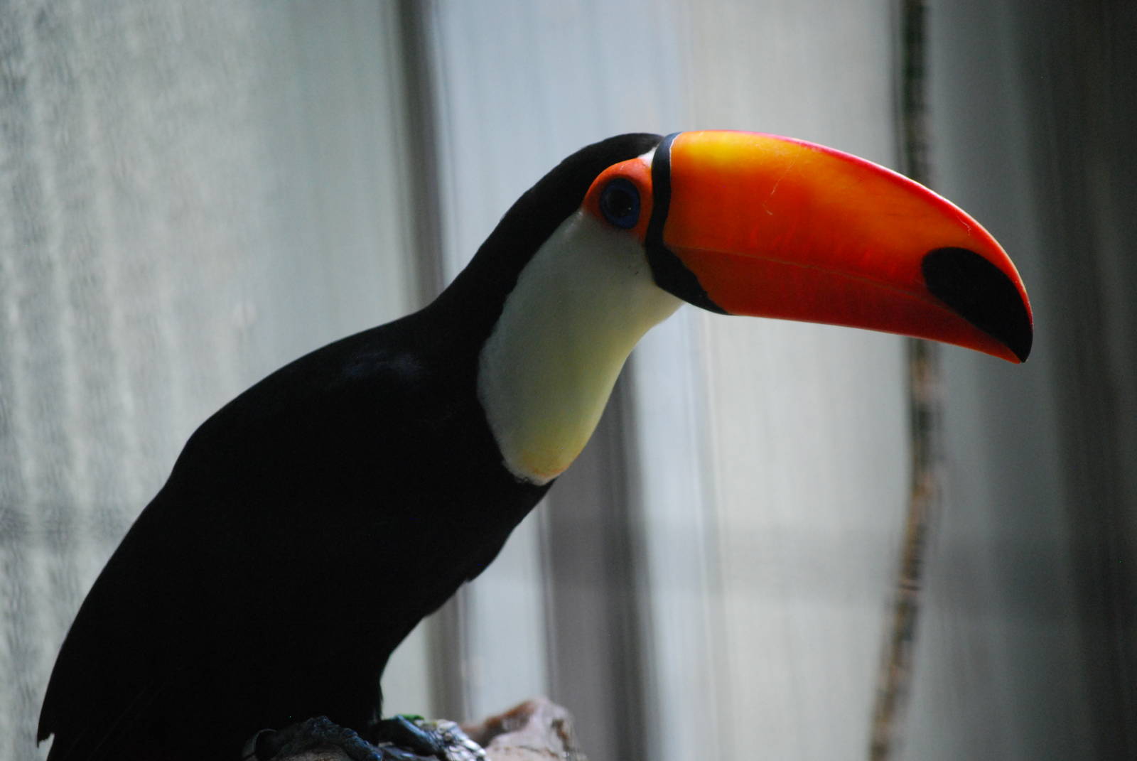 Toco toucan (Ramphastos toco)