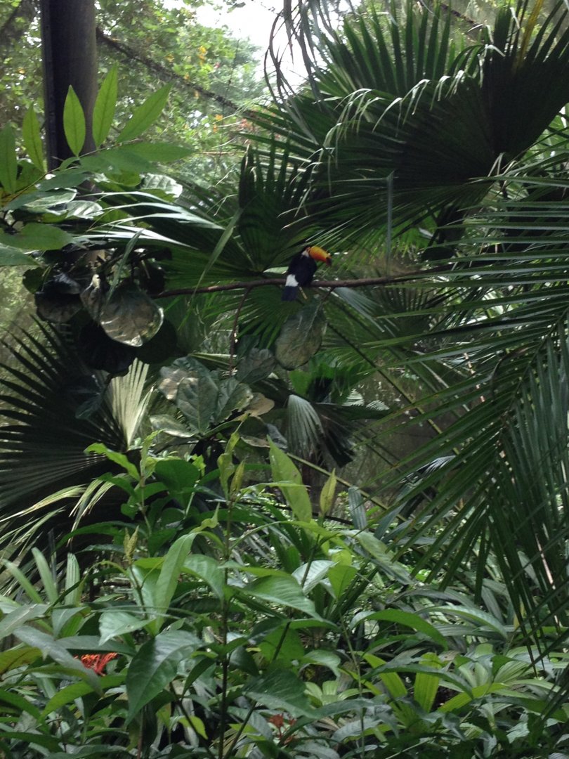 Toco Toucan (Ramphastos toco)