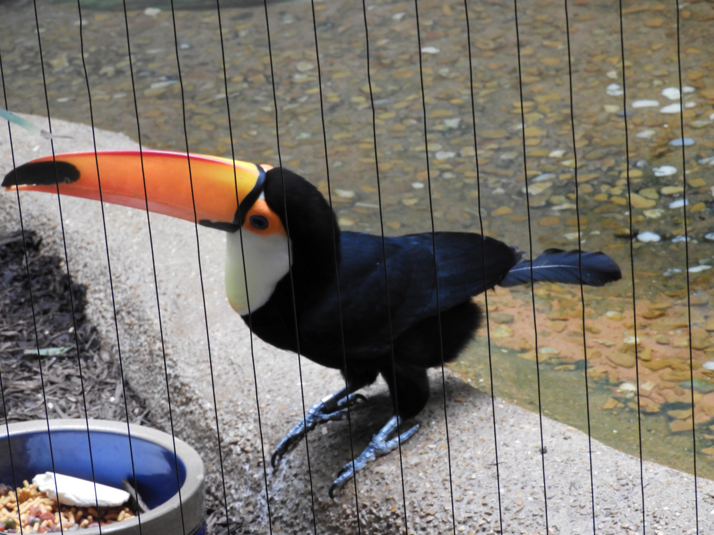 Toco Toucan (Ramphastos toco)