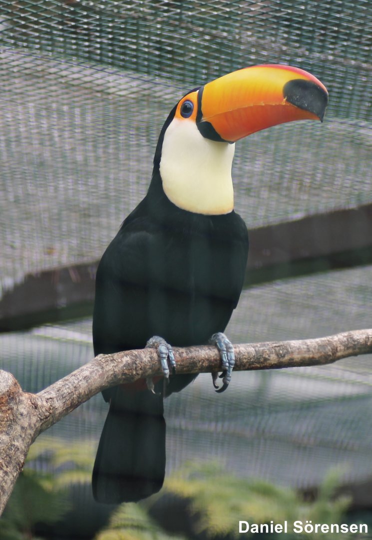 Toco toucan (Ramphastos toco)