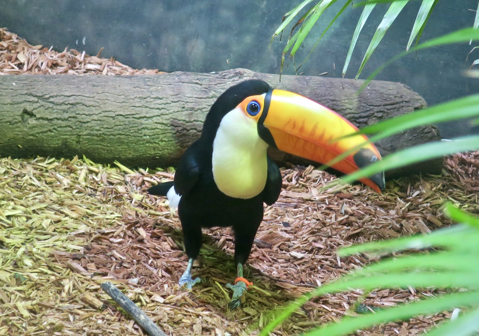 Toco Toucan (Ramphastos toco)