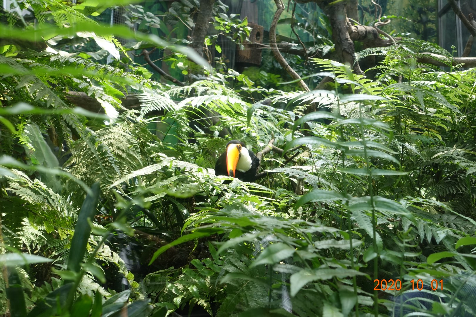 Toco Toucan (Ramphastos toco)