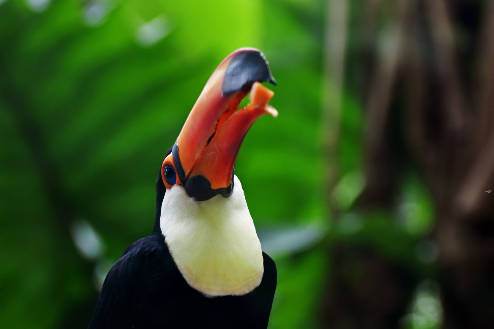 Toco toucan (Ramphastos toco)