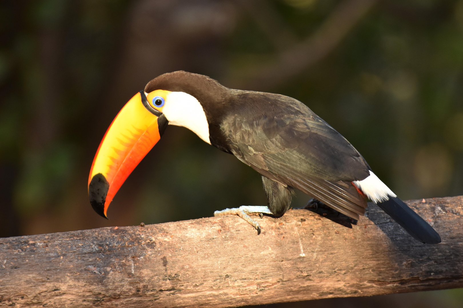 Toco Toucan (Ramphastos toco)