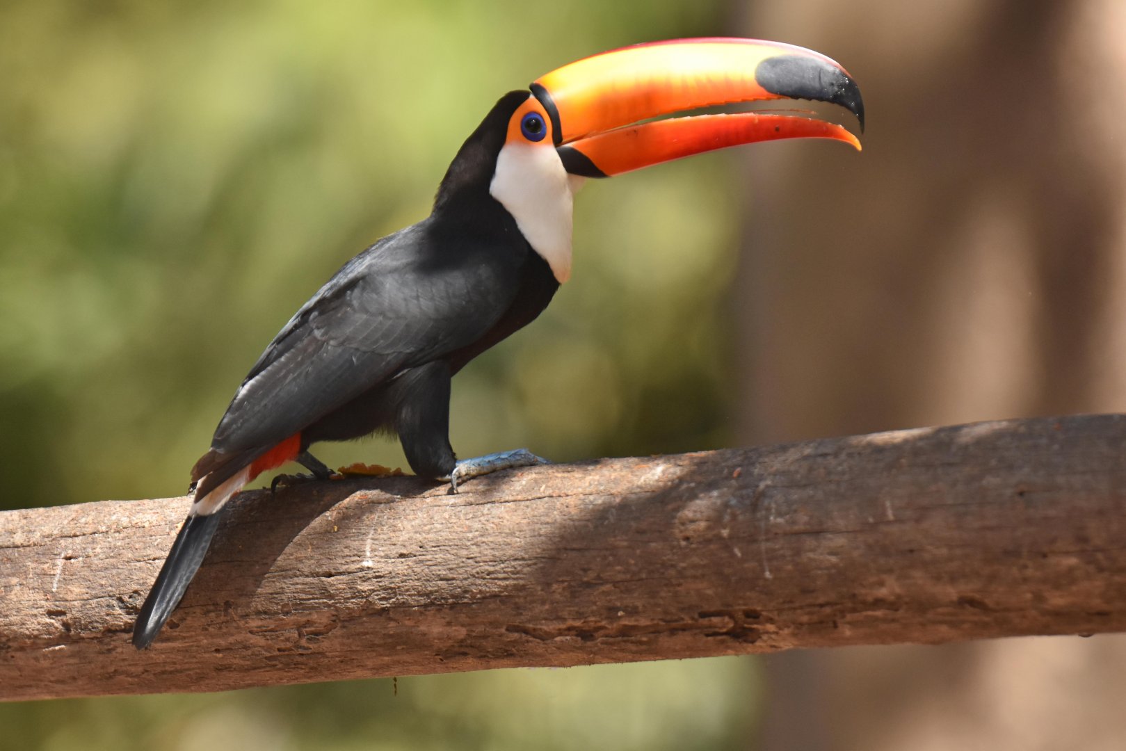 Toco Toucan (Ramphastos toco)