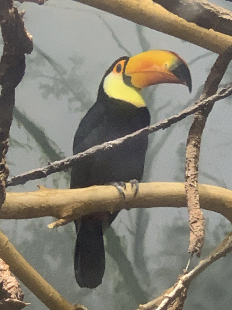 Toco Toucan (Ramphastos toco)