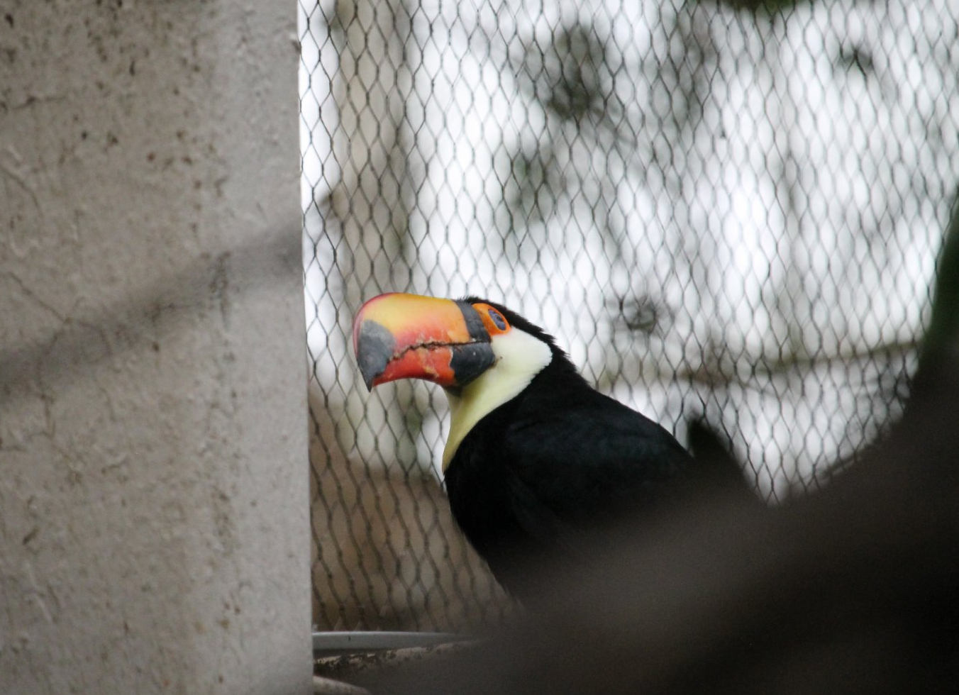 Toco Toucan (Ramphastos toco)
