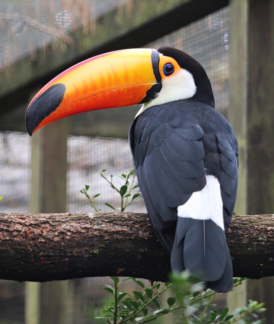 Toco toucan (Ramphastos toco)