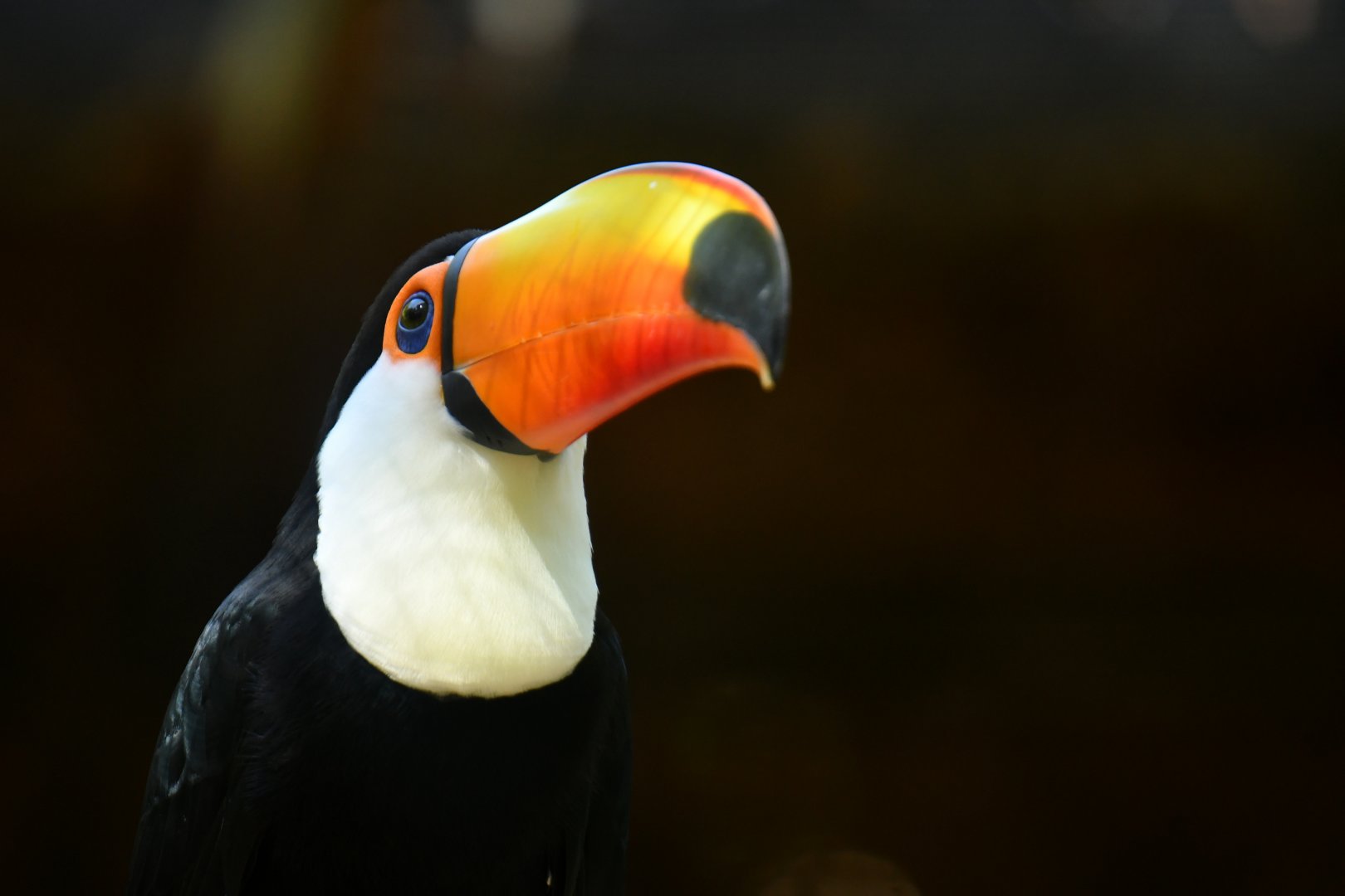 Toco Toucan Ramphastos toco