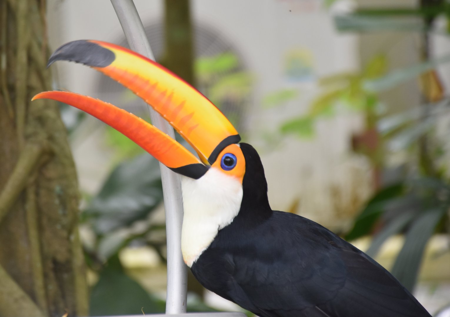 Toco Toucan (Ramphastos toco)