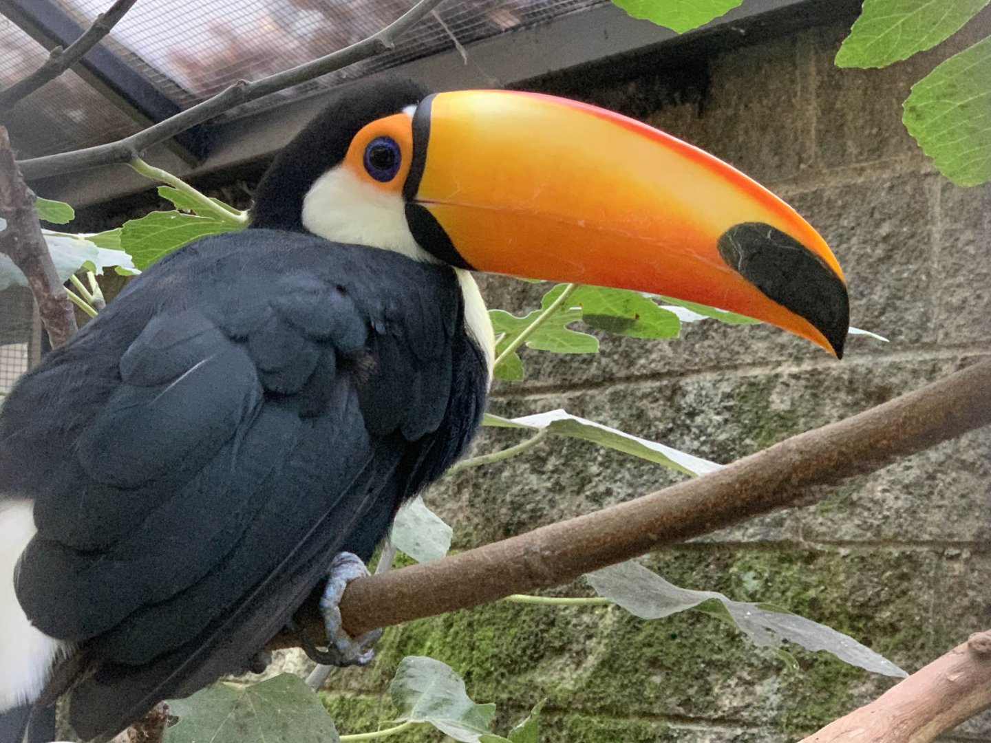 Toco Toucan (Ramphastos toco)