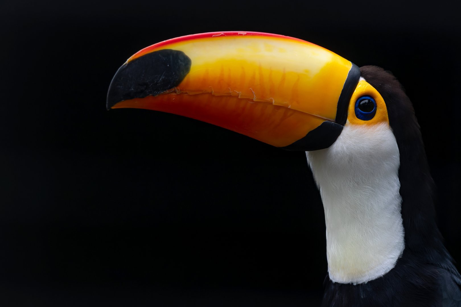 Toco toucan (Ramphastos toco)
