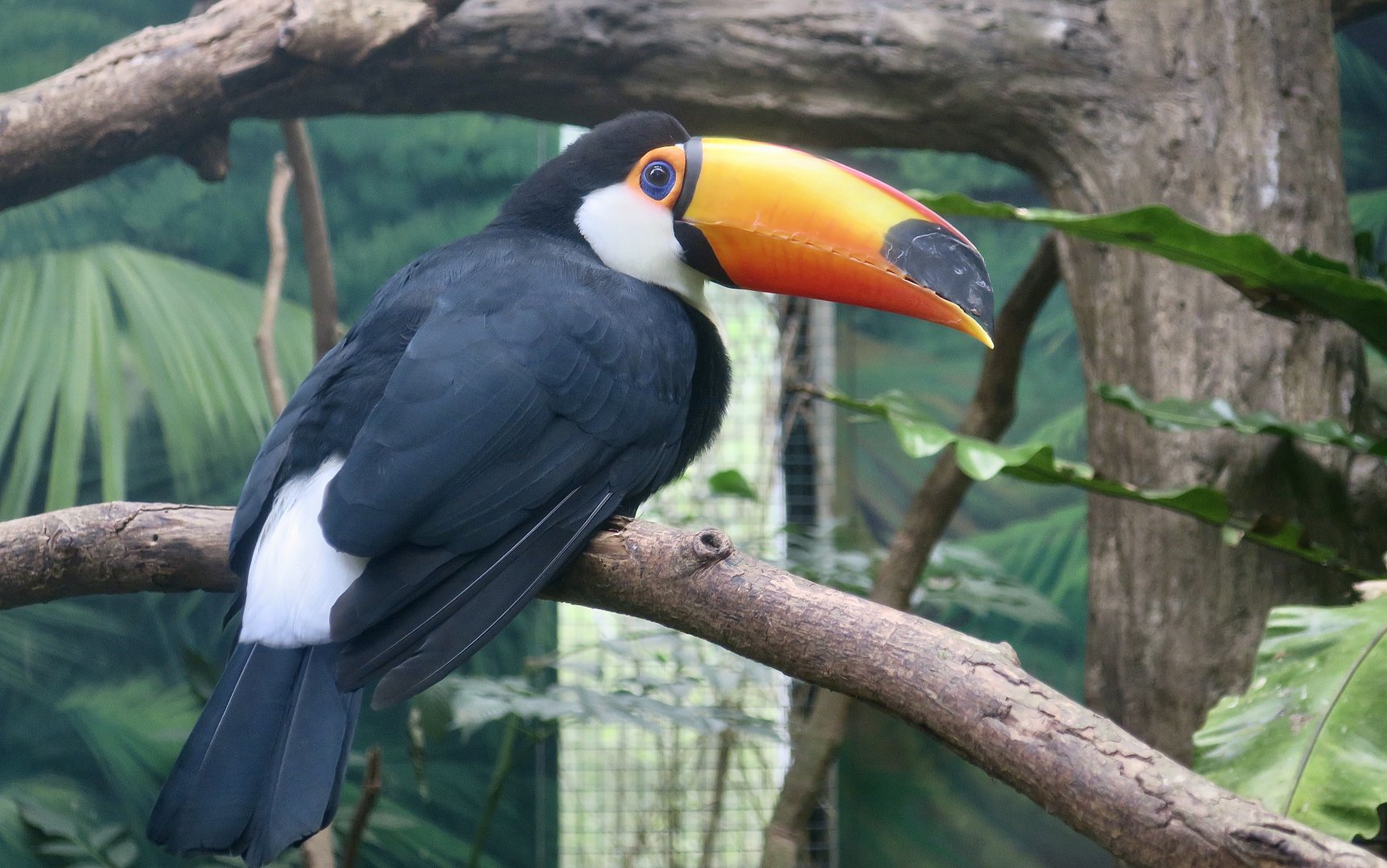 Toco Toucan (Ramphastos toco)