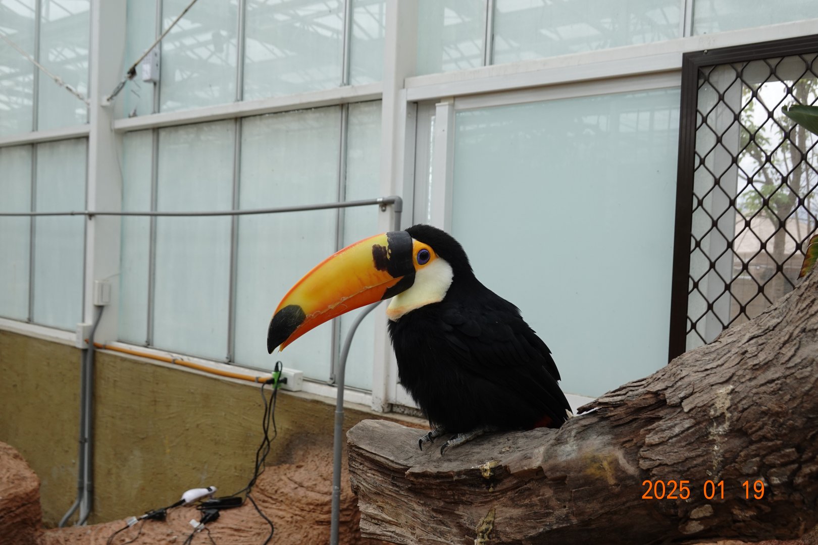 Toco Toucan (Ramphastos toco)