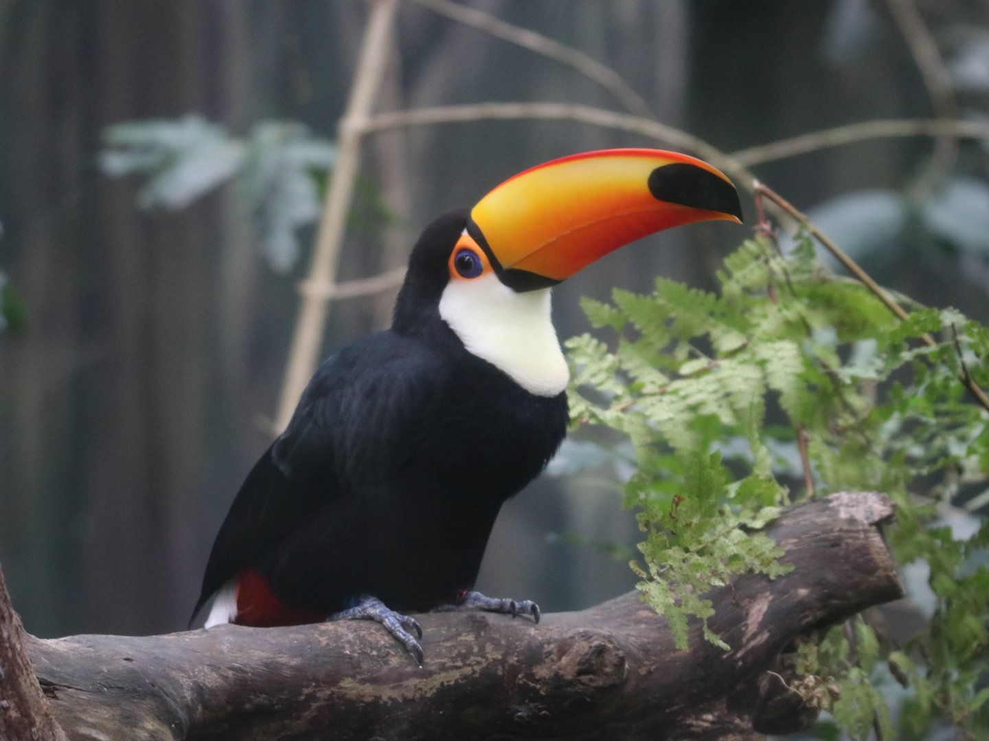 Toco Toucan (Ramphastos toco)