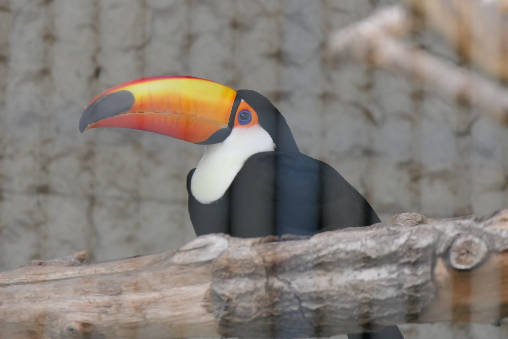 Toco Toucan (Ramphastos toco)