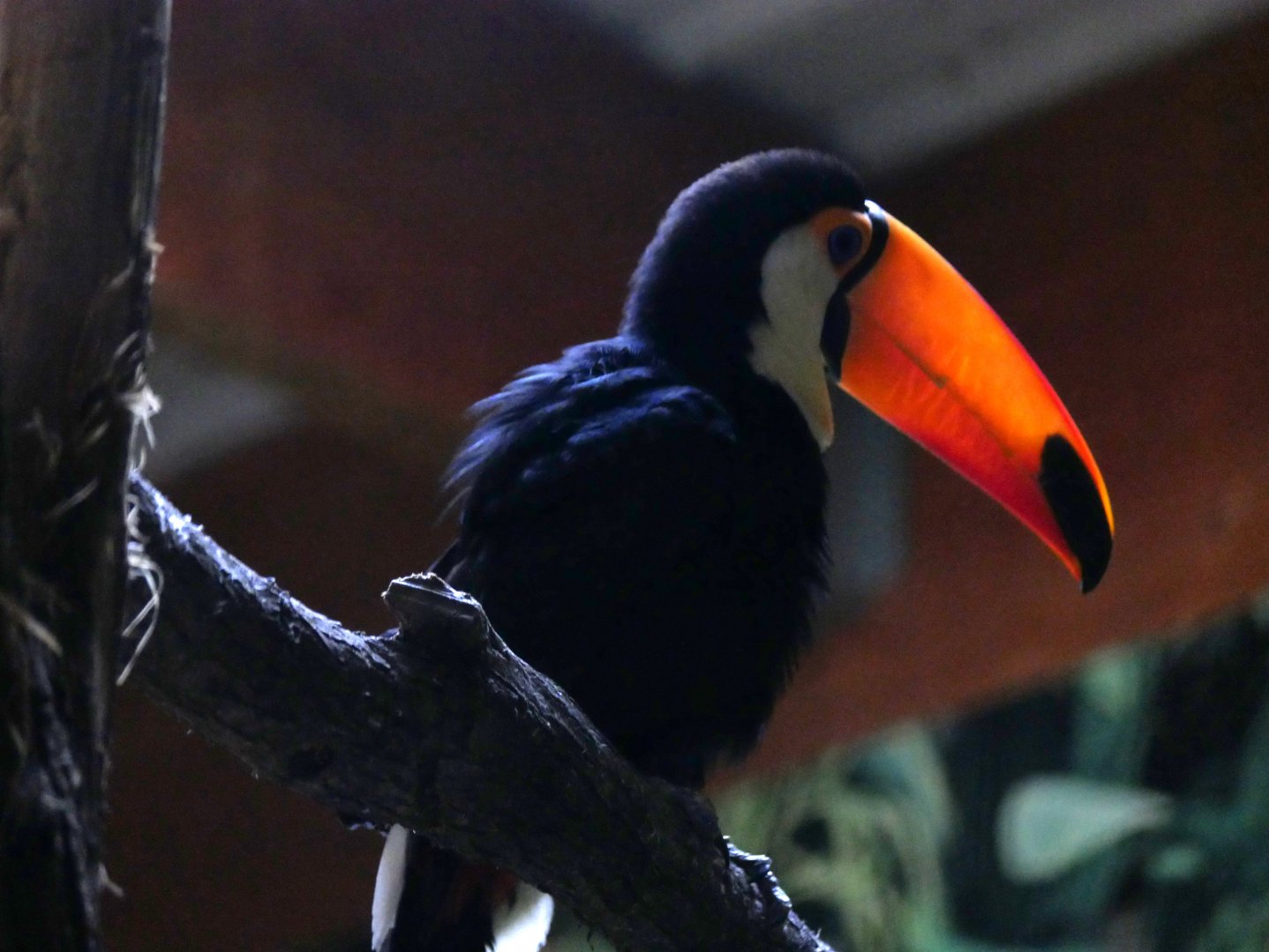 Toco toucan (Ramphastos toco)