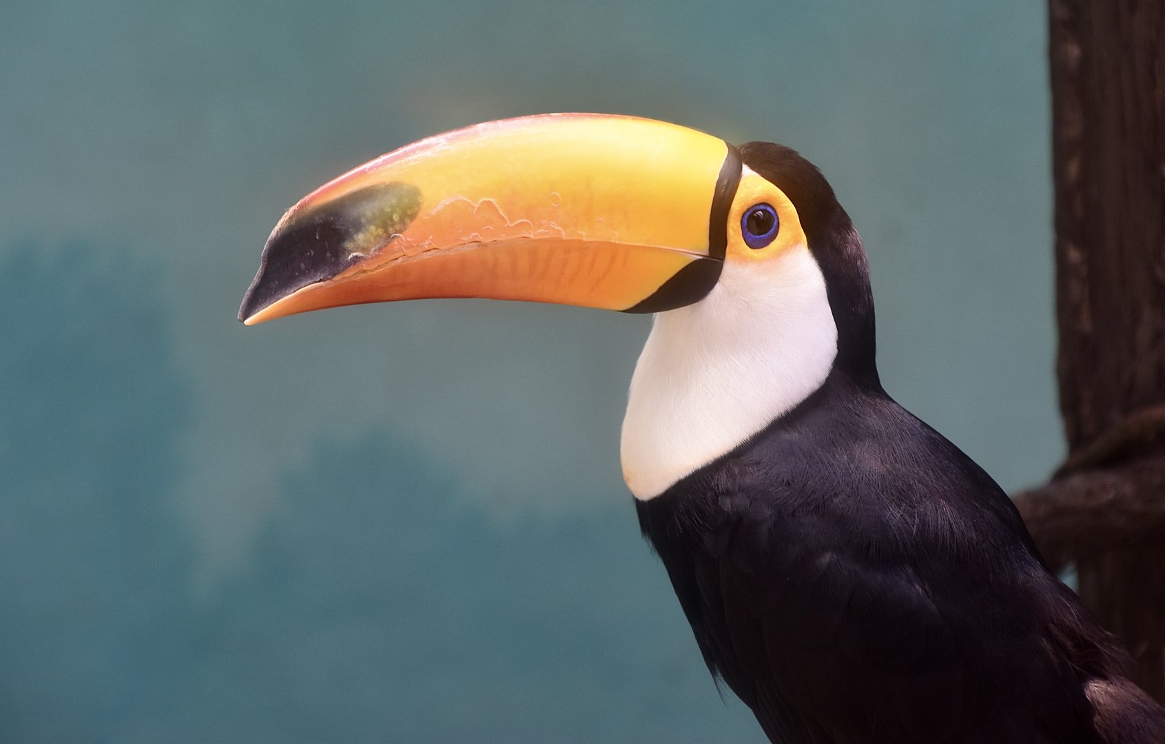 Toco Toucan (Ramphastos toco)