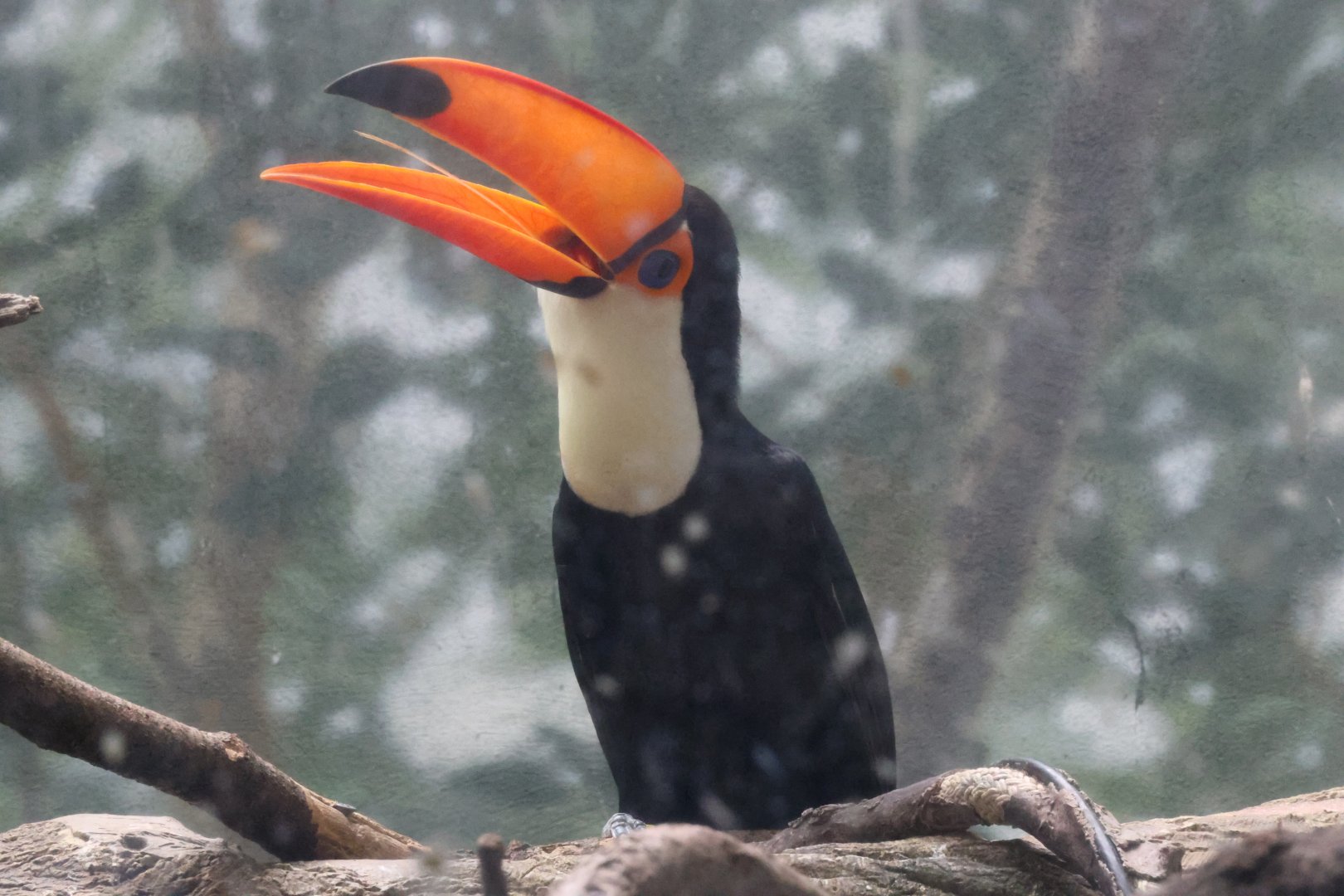 Toco toucan (Ramphastos toco)