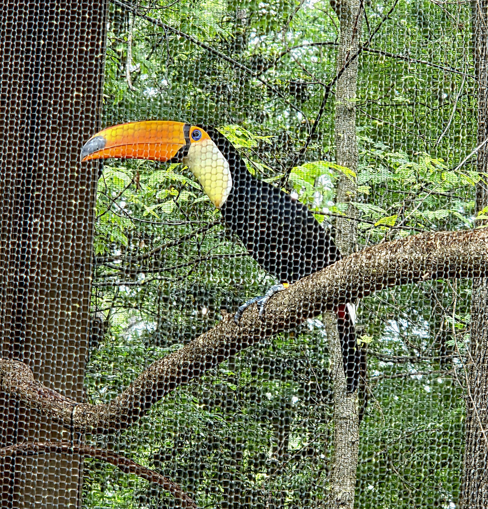 Toco Toucan  - Riverbanks Zoo