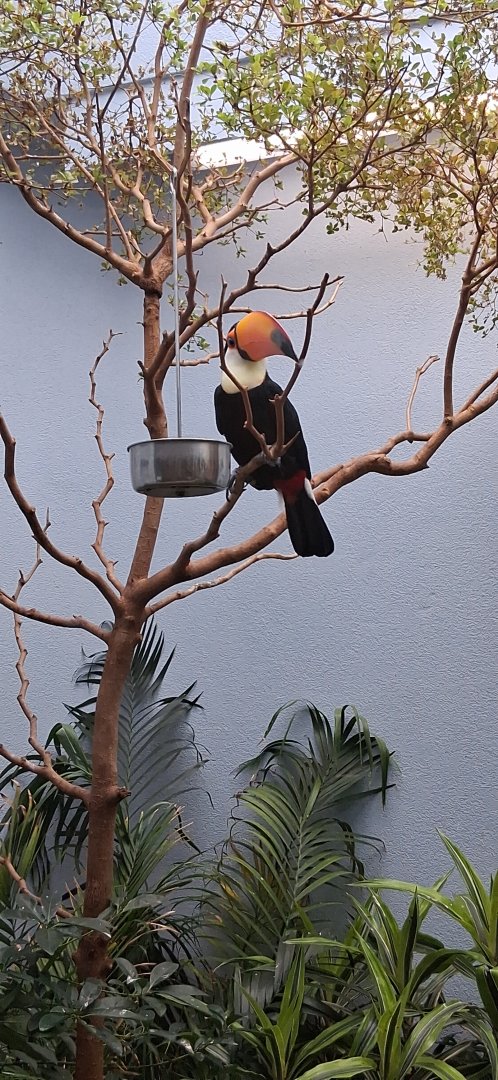 Toco toucan shows how thin it's beak is