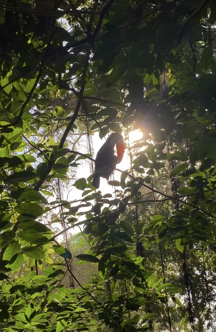 Toco Toucan Silhouette