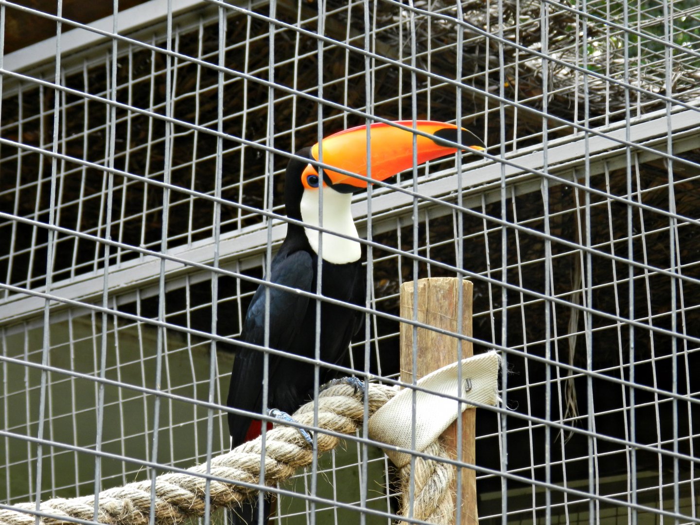 Toco toucan - Sorocaba zoo (PZMQB)