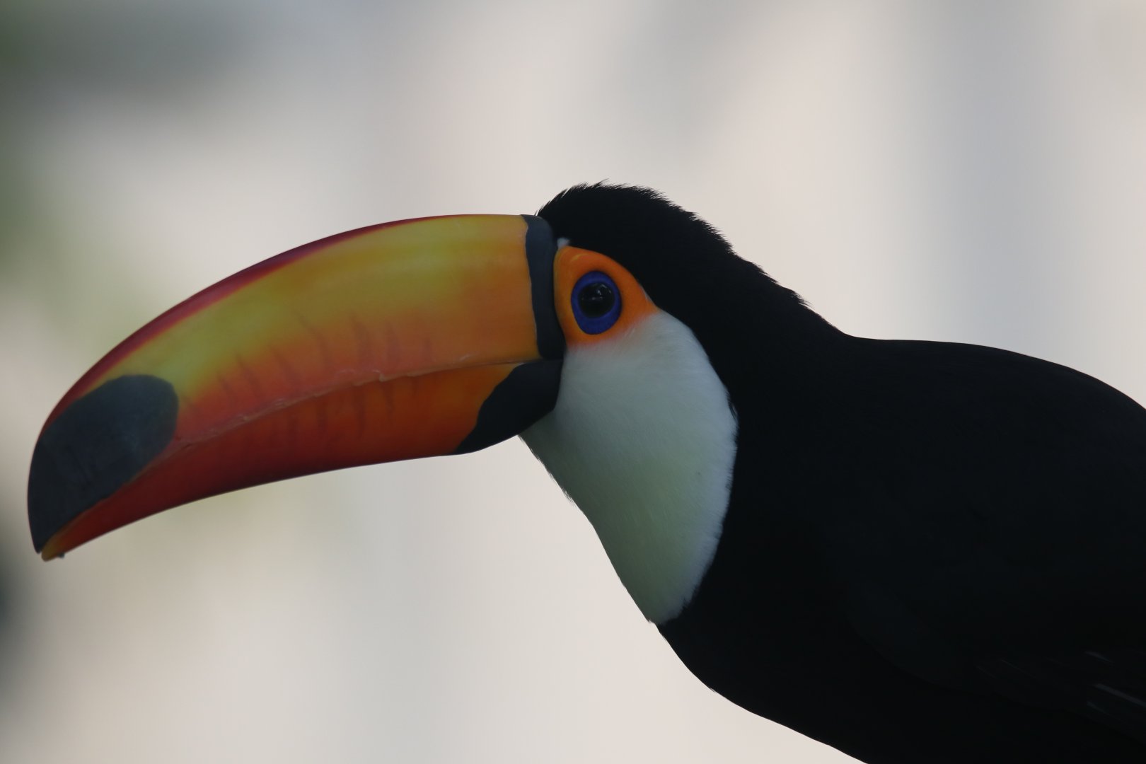 Toco toucan, The green planet Dubai