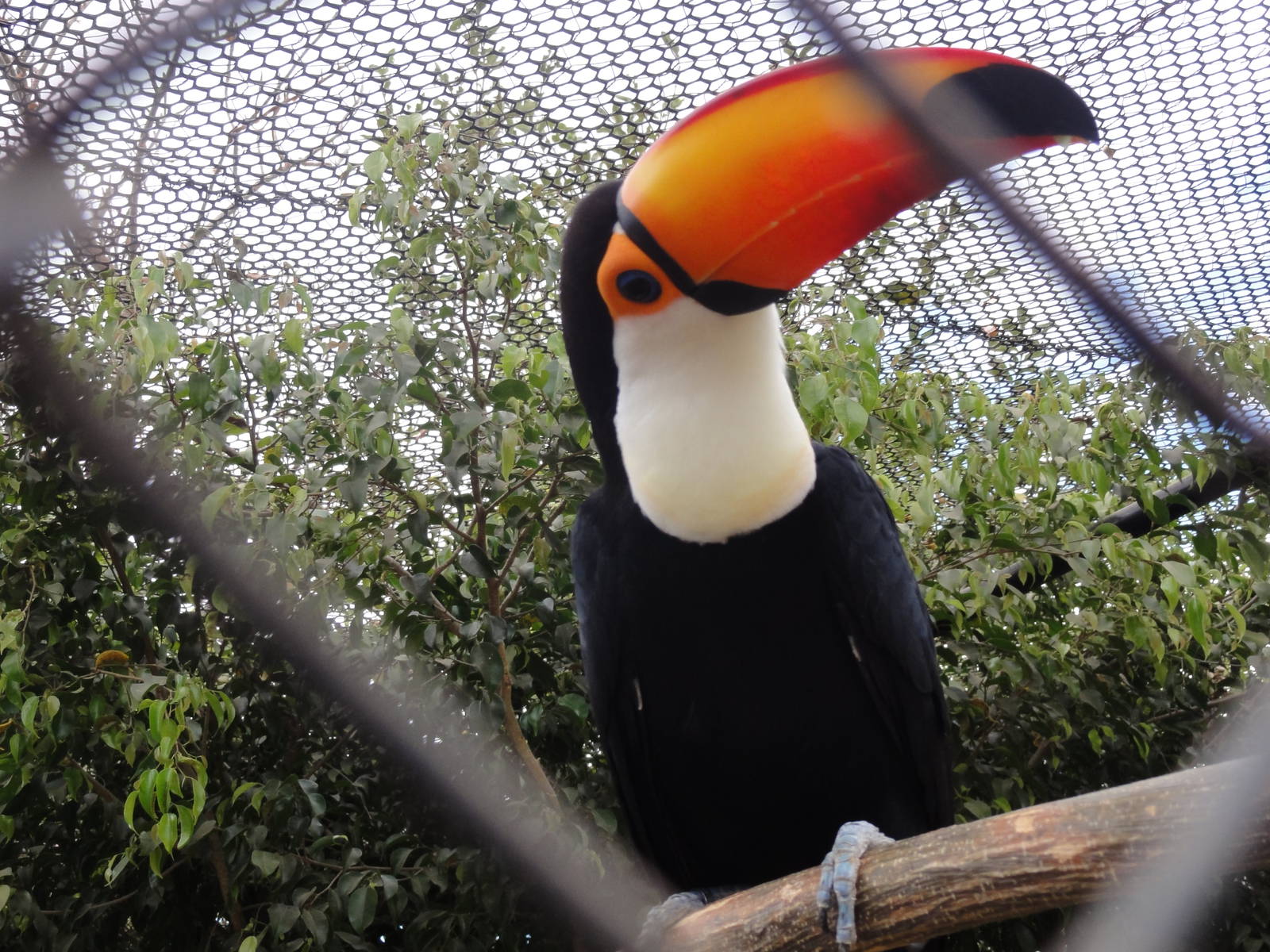 Toco Toucan - Tucan Oco in Spanish