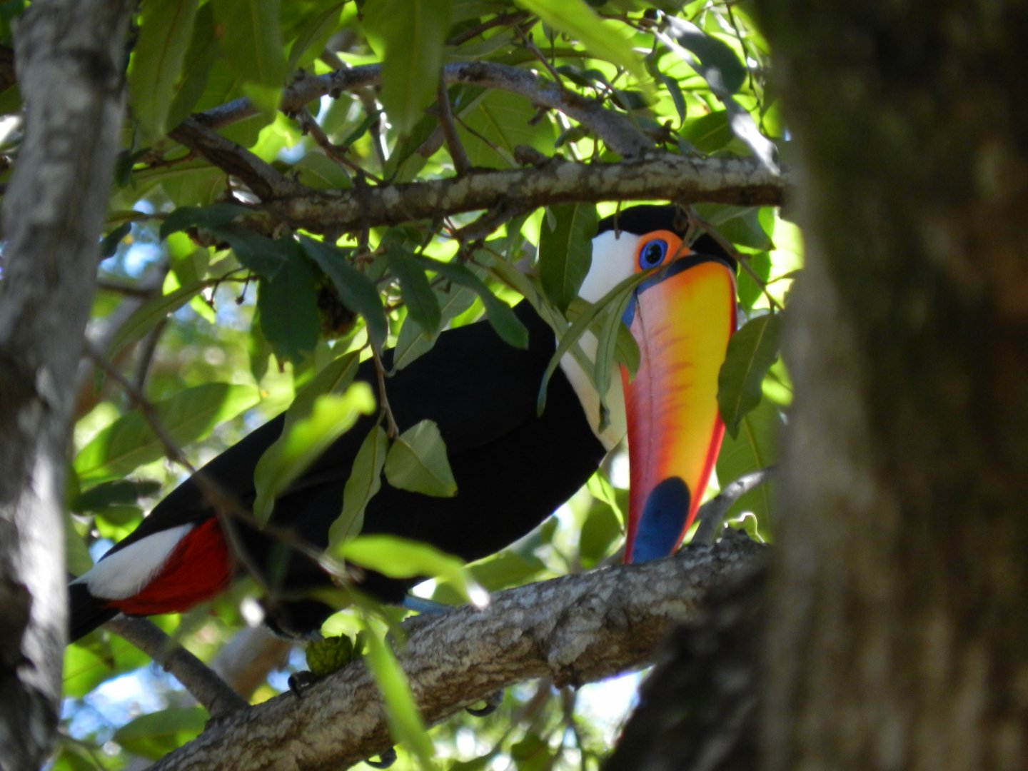 Toco toucan - Vespasiano, MG Brazil