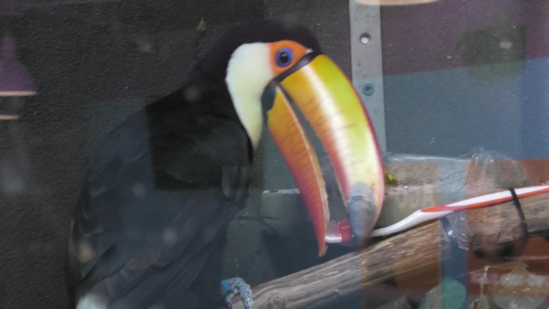 Toco toucan with a tooth brush